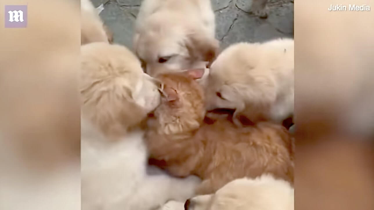 ゴールデンレトリーバー,動画