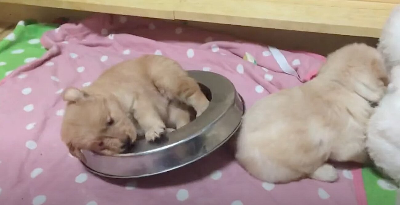 ゴールデンレトリーバー,動画