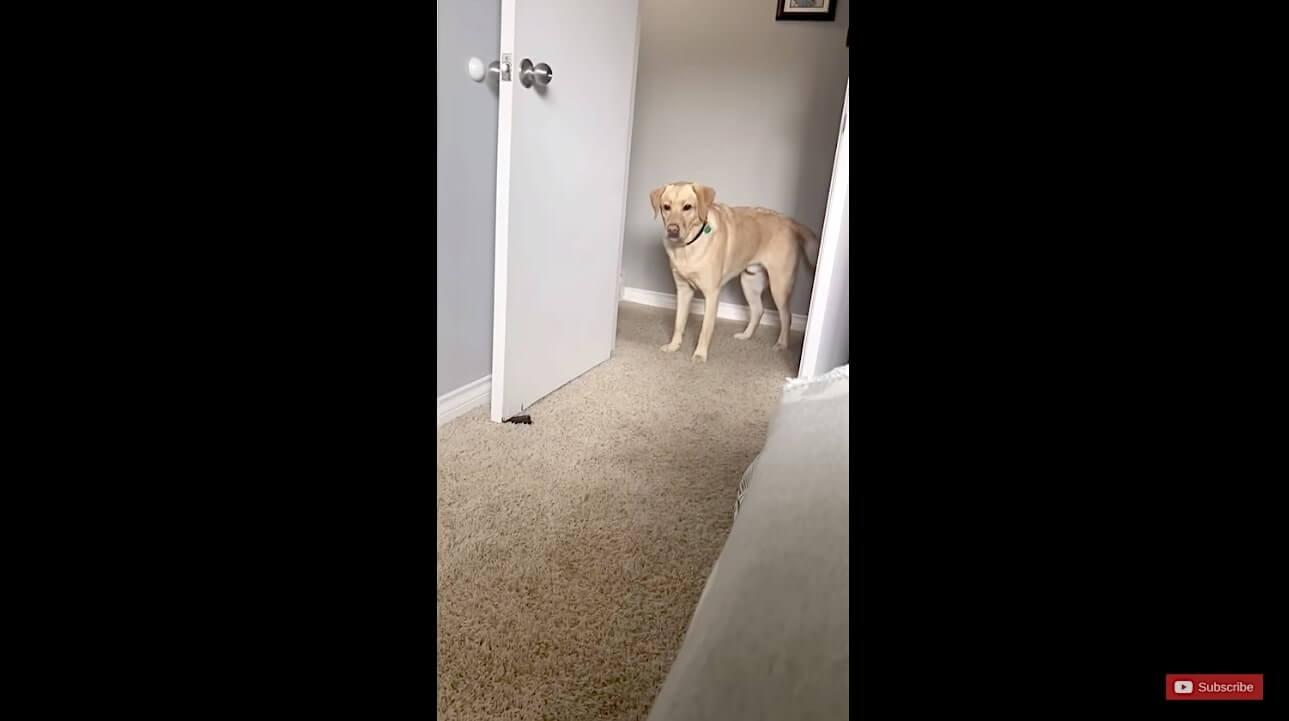 ラブラドールレトリーバー,動画