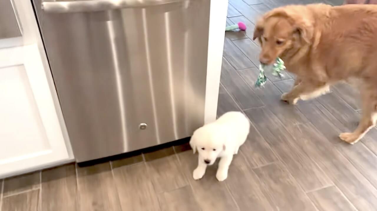 ゴールデンレトリーバー,動画