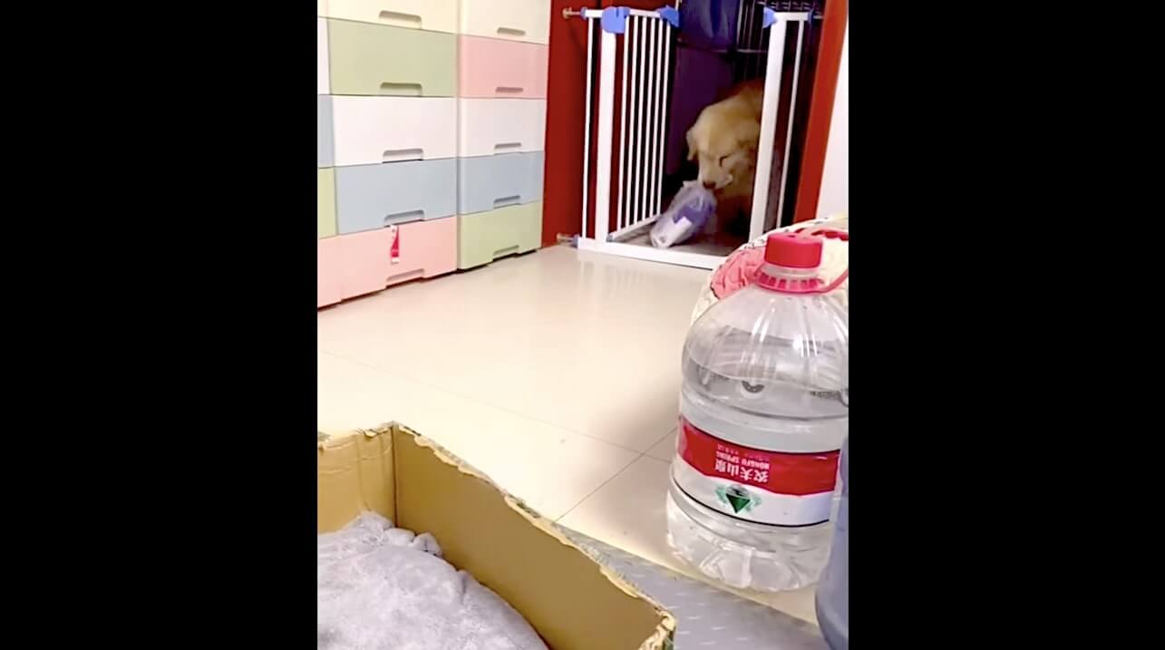 ゴールデンレトリーバー,動画