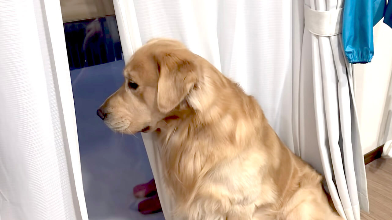 ゴールデンレトリーバー,動画