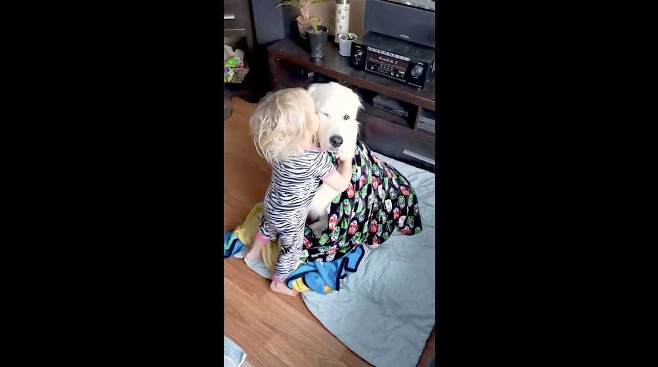 ゴールデンレトリーバー,動画