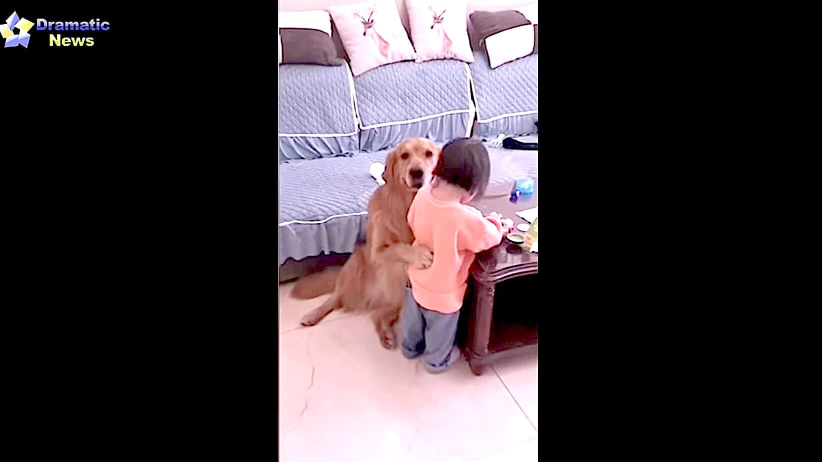 ゴールデンレトリーバー,動画