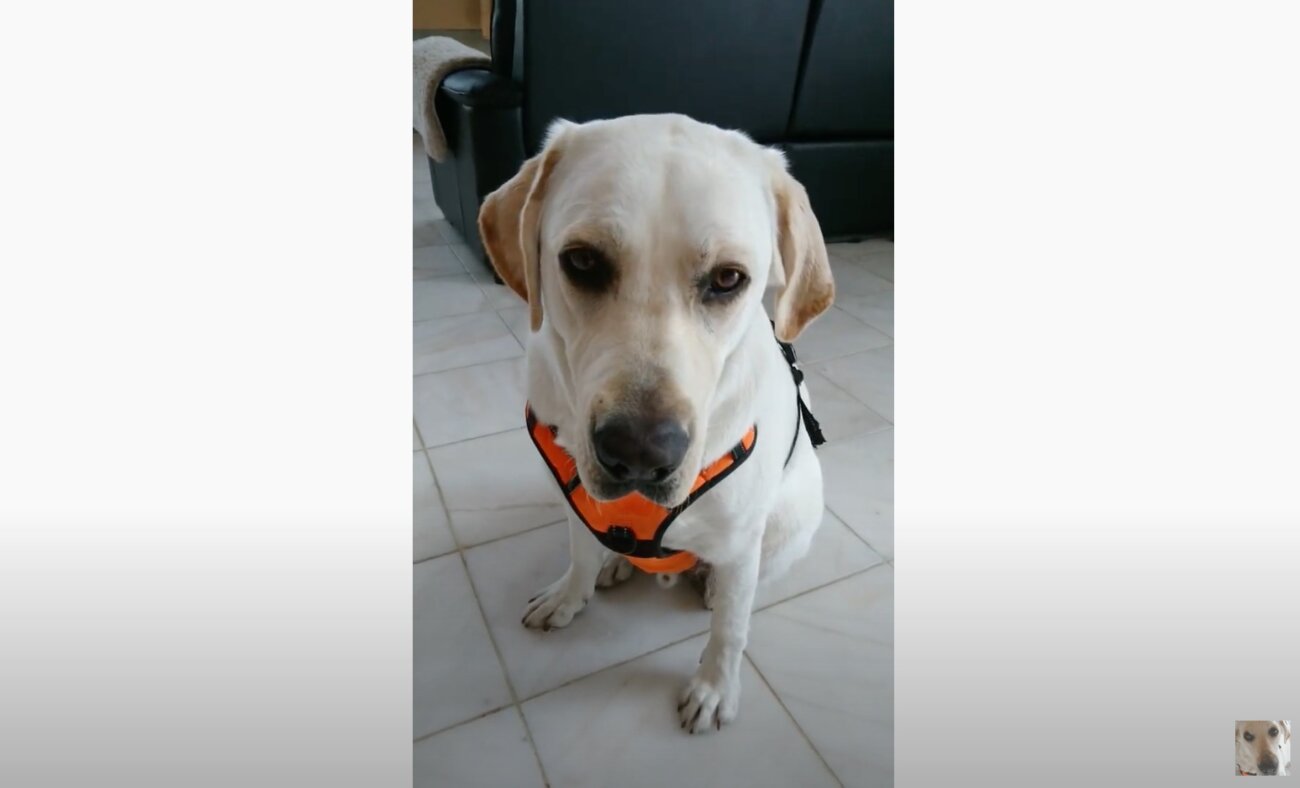 ラブラドールレトリーバー,動画