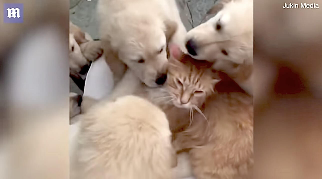 ゴールデンレトリーバー,動画