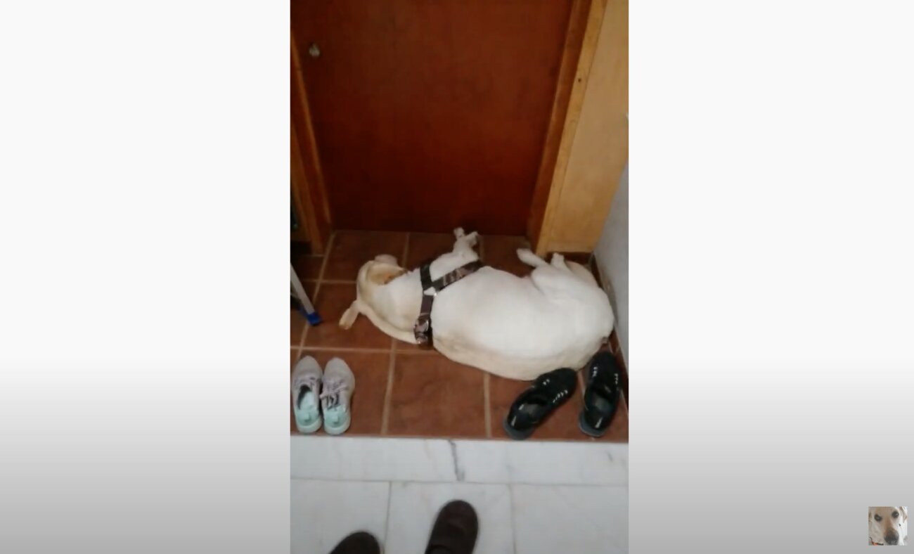 ラブラドールレトリーバー,動画