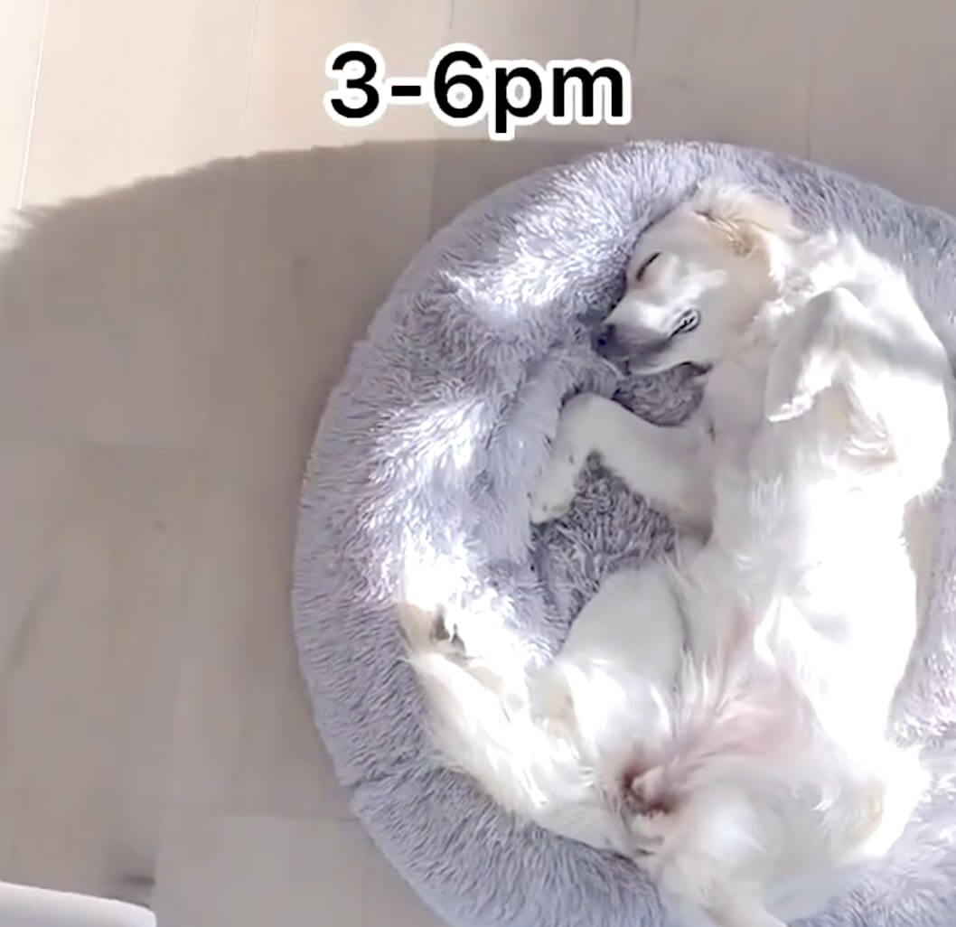 ゴールデンレトリーバー,動画