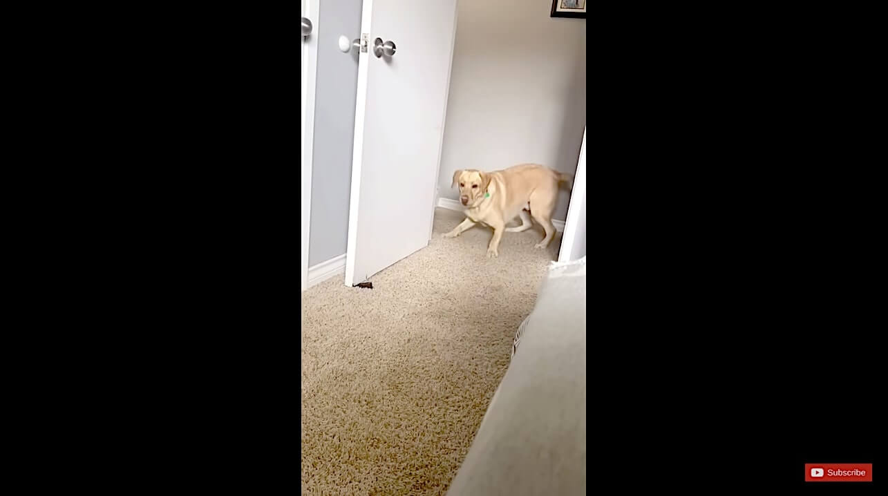 ラブラドールレトリーバー,動画