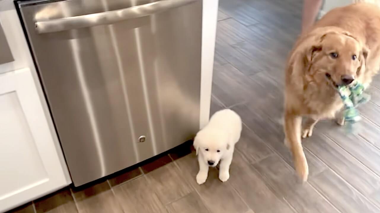 ゴールデンレトリーバー,動画