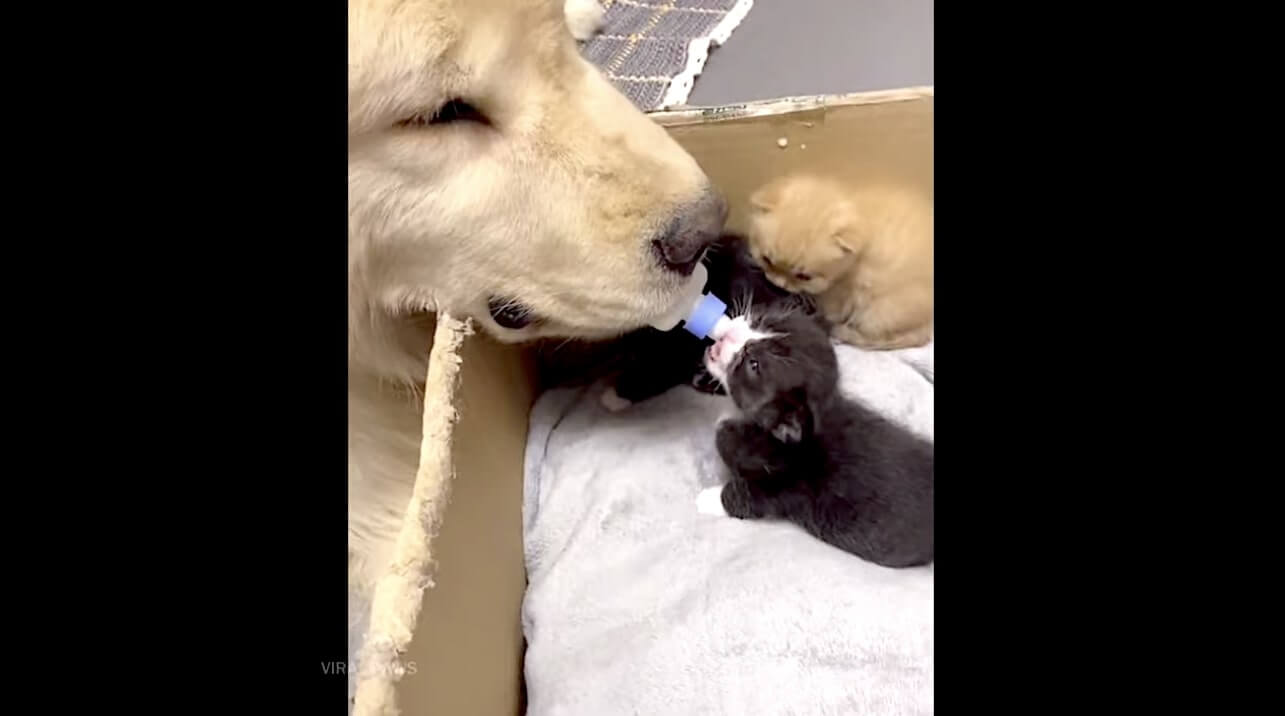 ゴールデンレトリーバー,動画