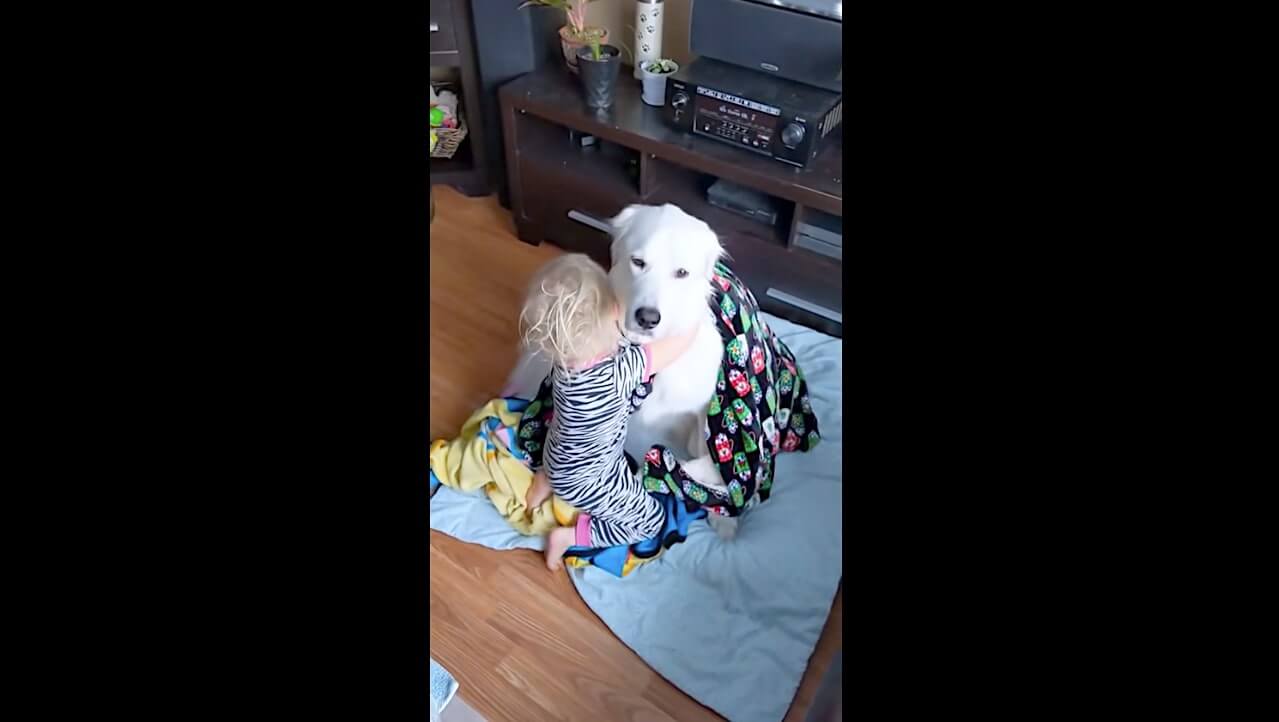 ゴールデンレトリーバー,動画