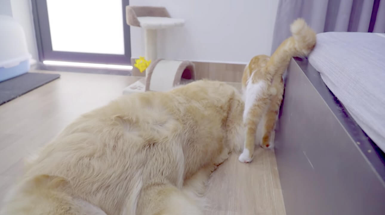 ゴールデンレトリーバー,動画