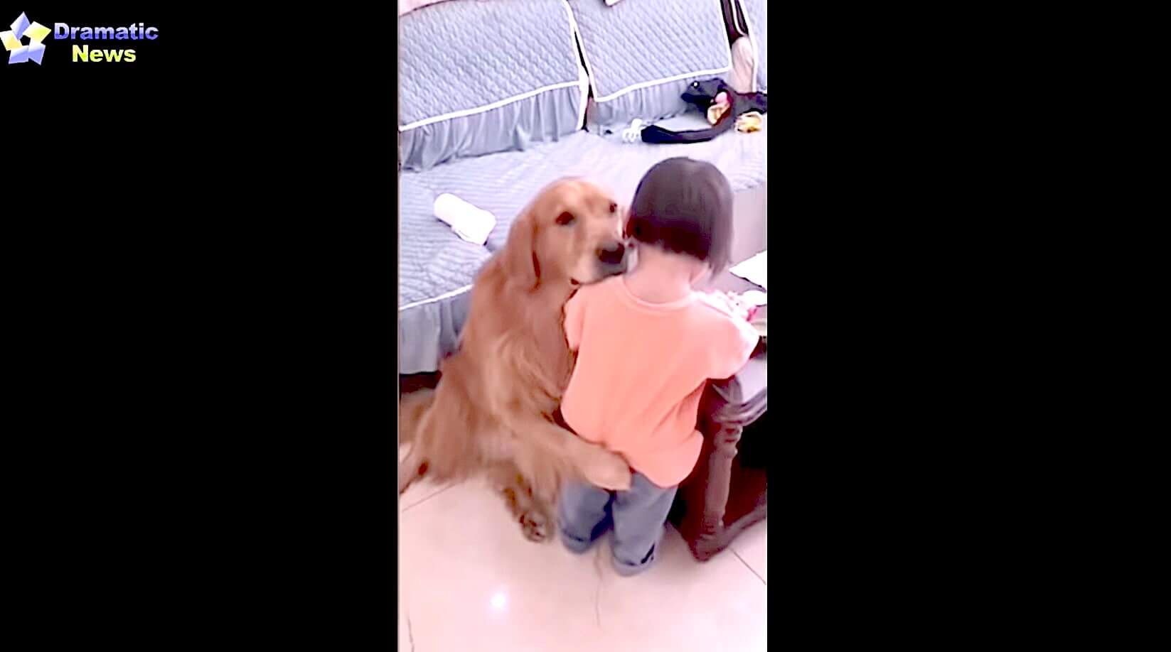 ゴールデンレトリーバー,動画