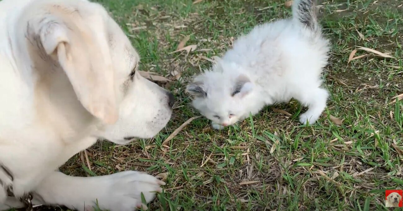 ラブラドールレトリーバー,動画