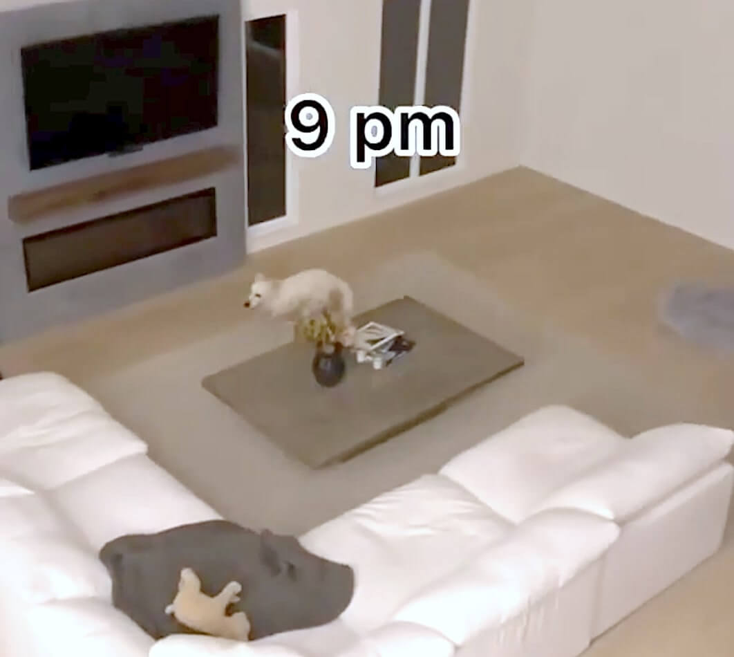 ゴールデンレトリーバー,動画