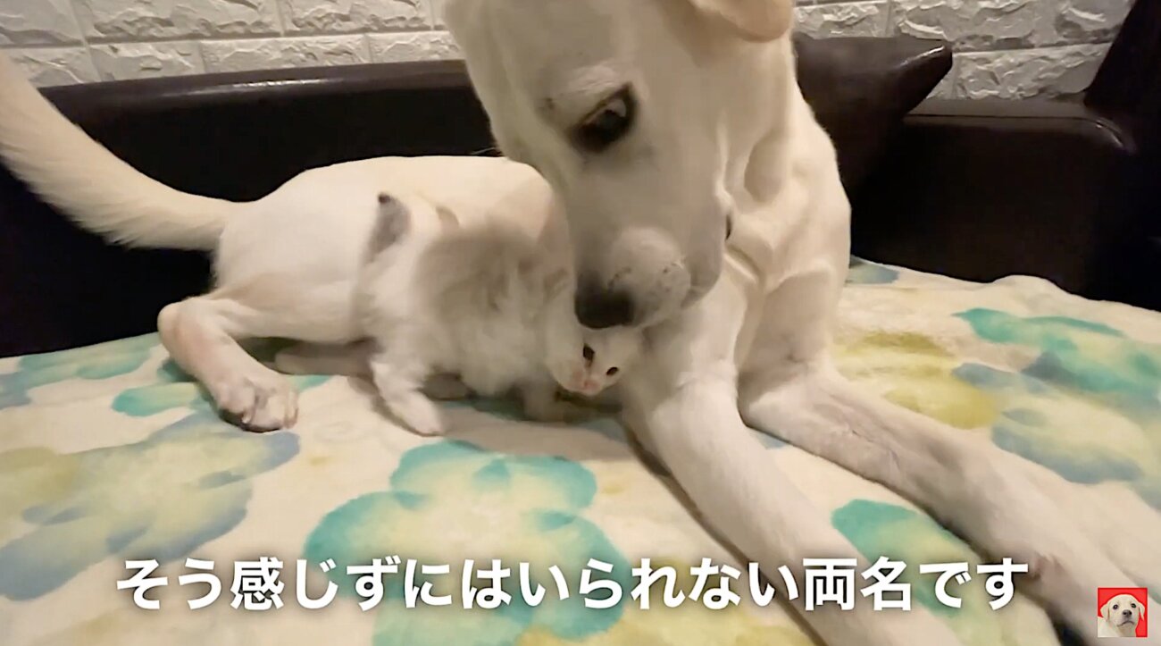 ラブラドールレトリーバー,動画