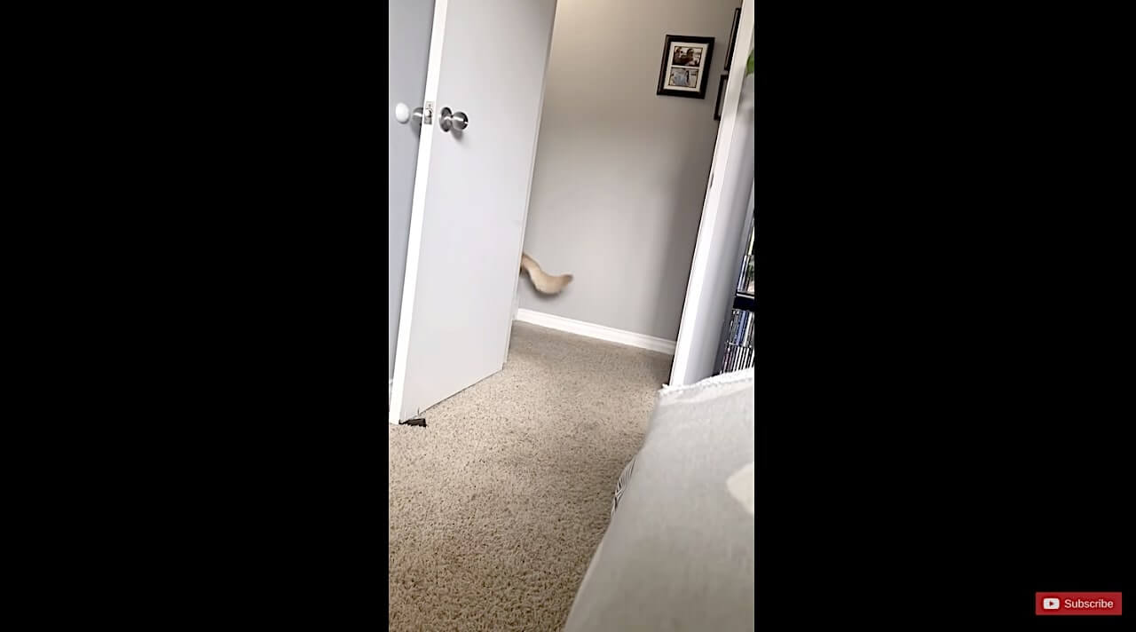 ラブラドールレトリーバー,動画