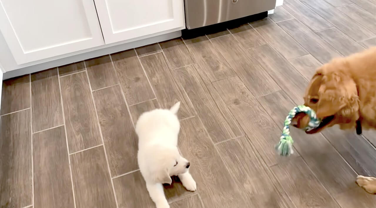 ゴールデンレトリーバー,動画