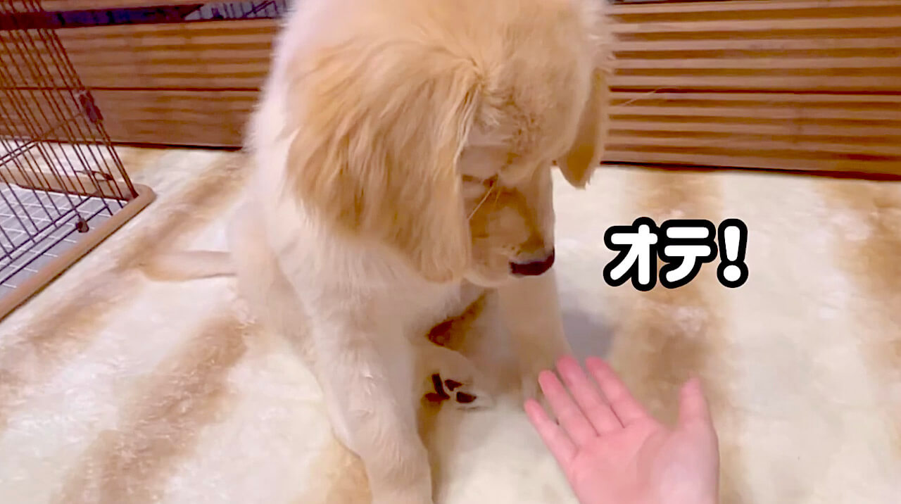 ゴールデンレトリーバー,動画