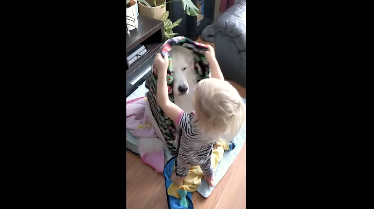 ゴールデンレトリーバー,動画