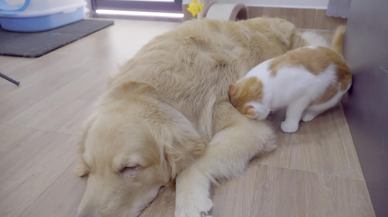 ゴールデンレトリーバー,動画