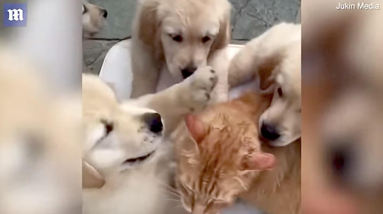 ゴールデンレトリーバー,動画