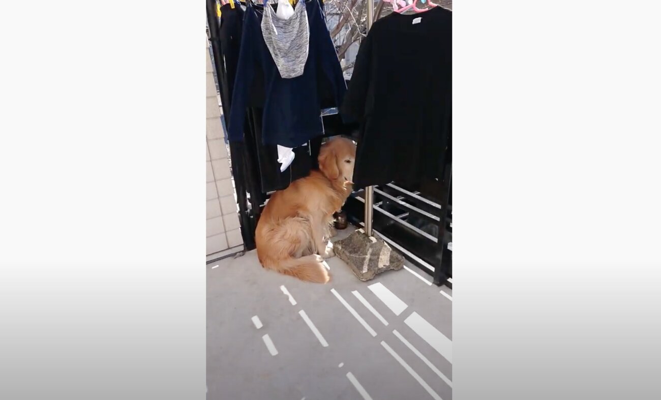 ゴールデンレトリーバー,動画