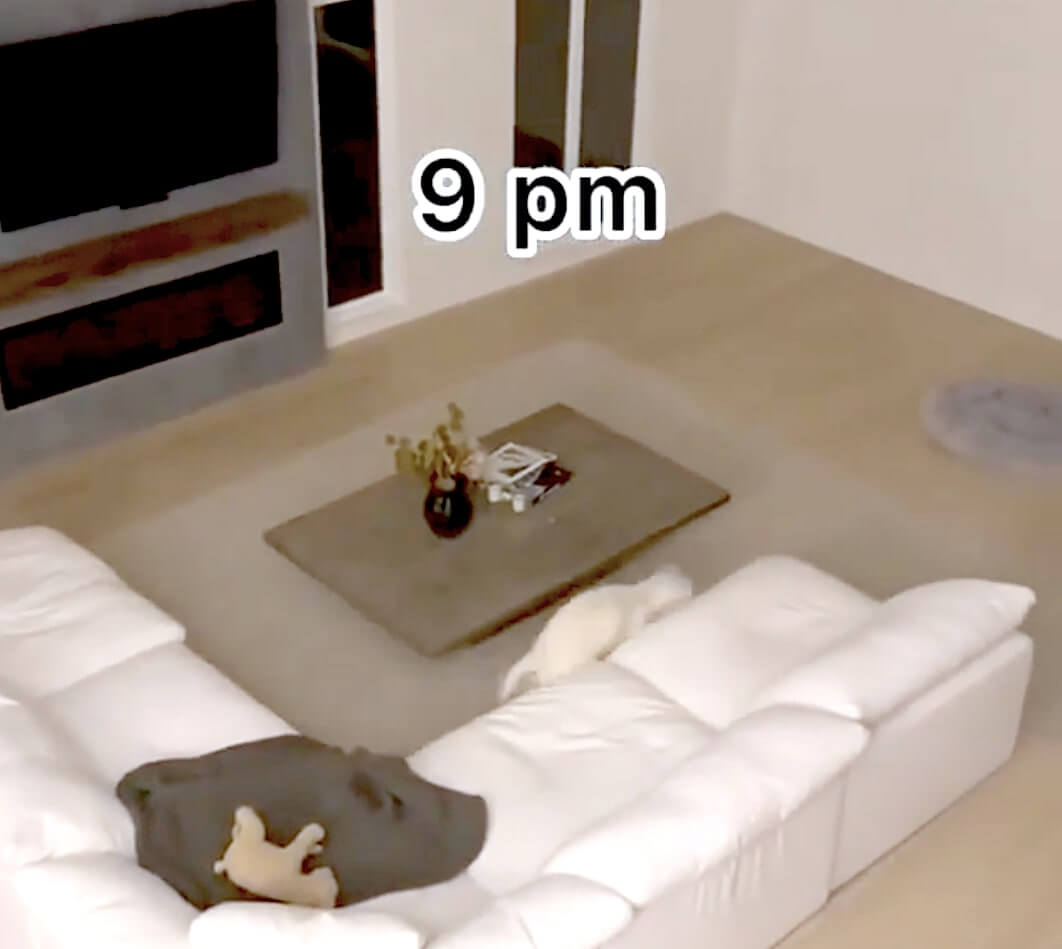 ゴールデンレトリーバー,動画