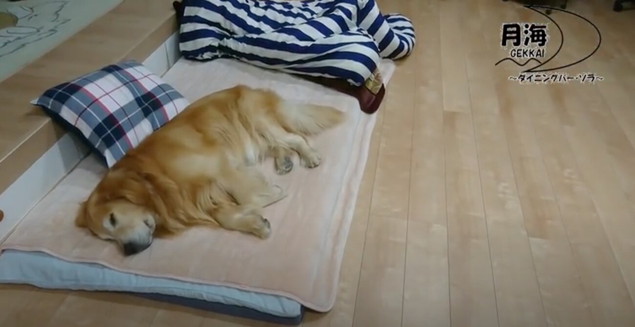 ゴールデンレトリーバー,動画