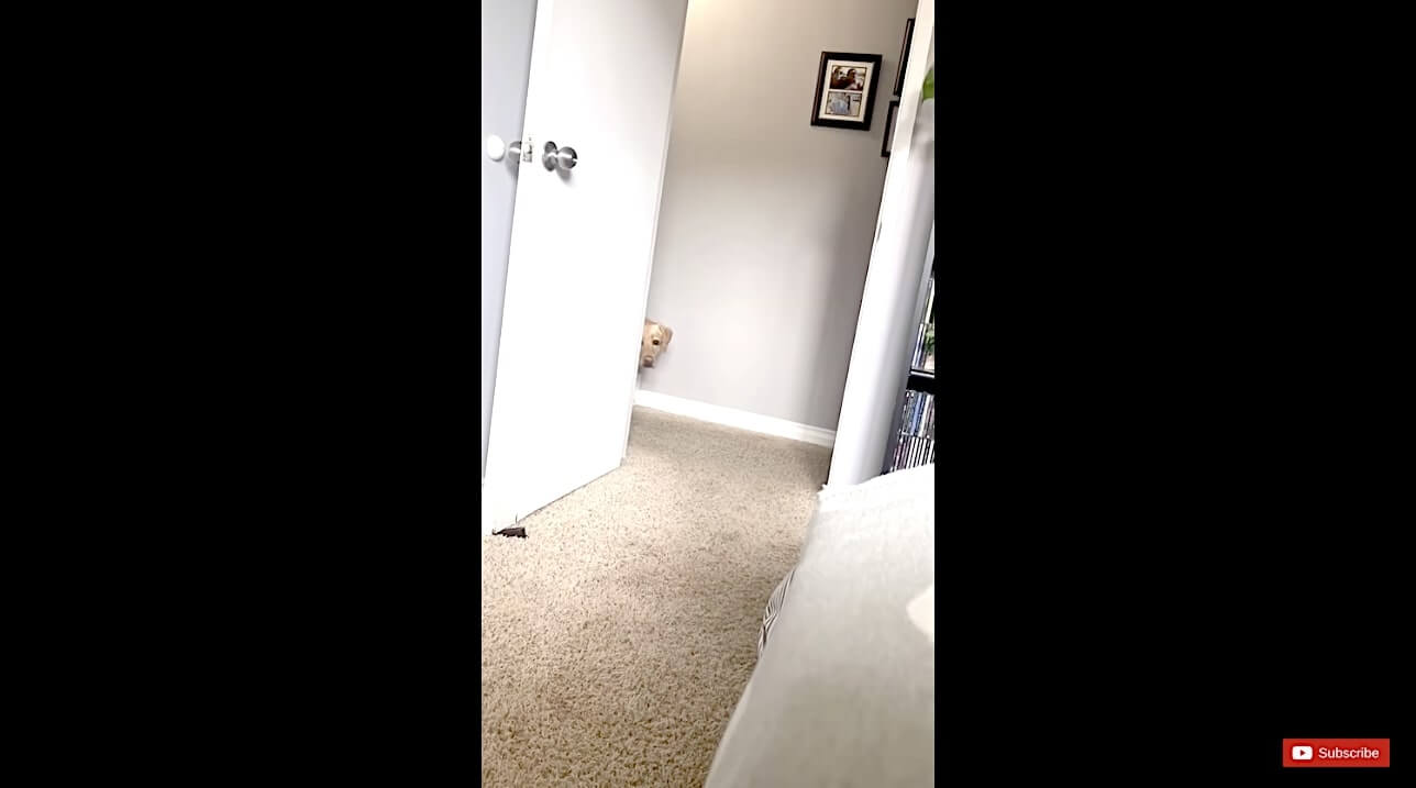 ラブラドールレトリーバー,動画