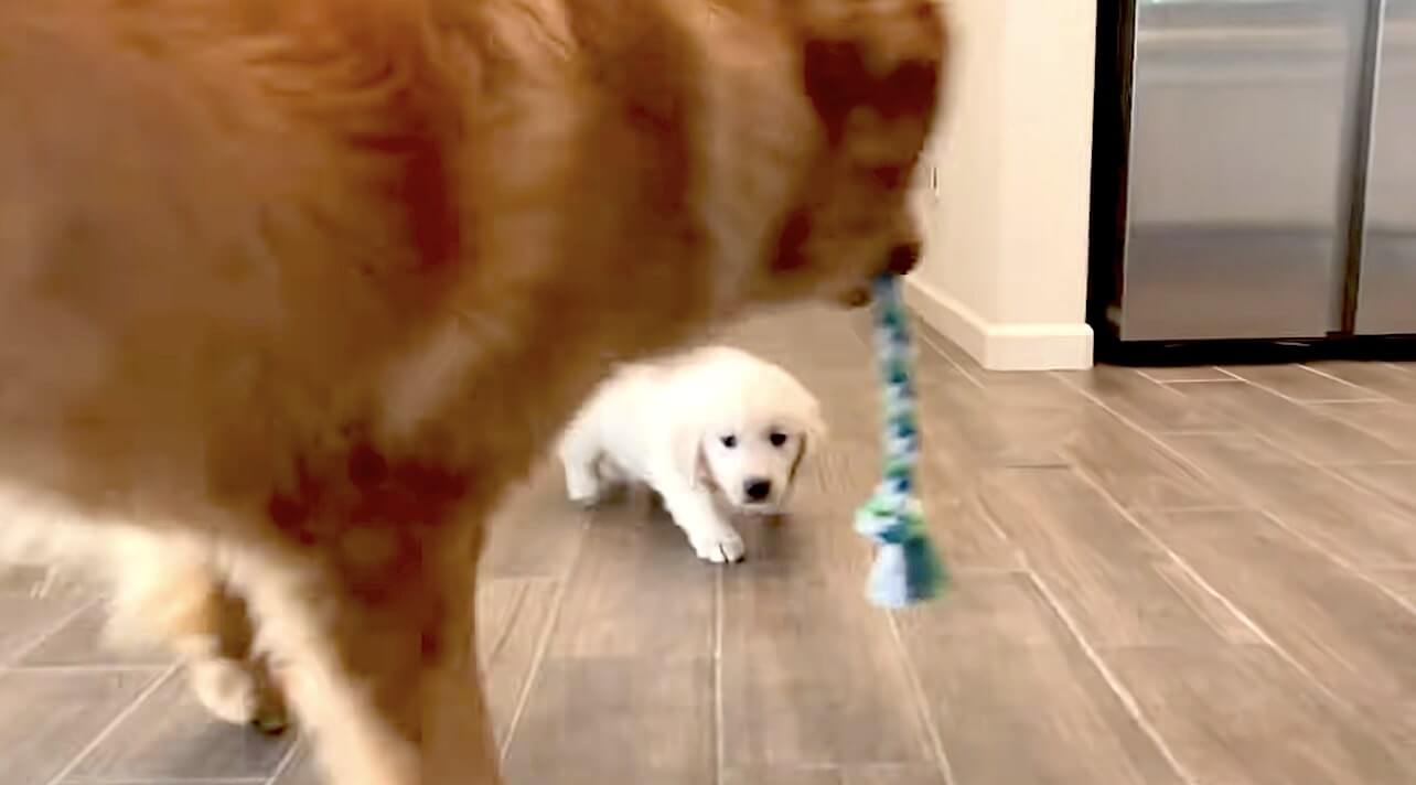 ゴールデンレトリーバー,動画