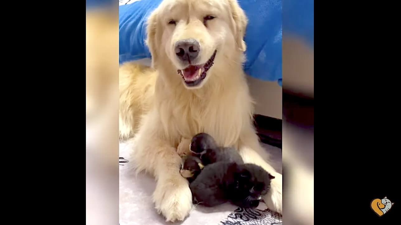 ゴールデンレトリーバー,動画