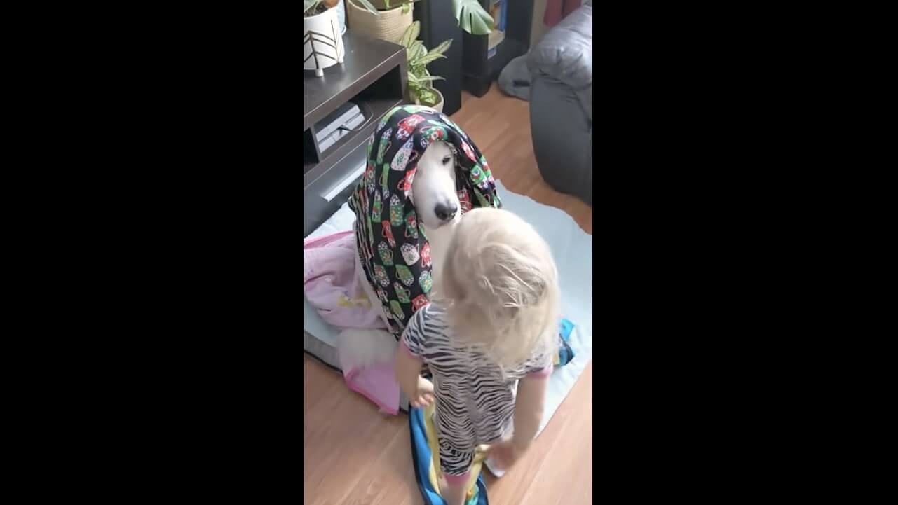 ゴールデンレトリーバー,動画