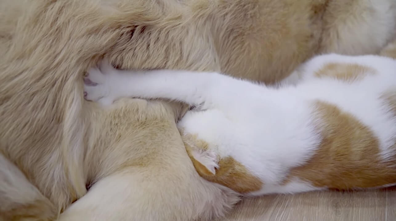 ゴールデンレトリーバー,動画