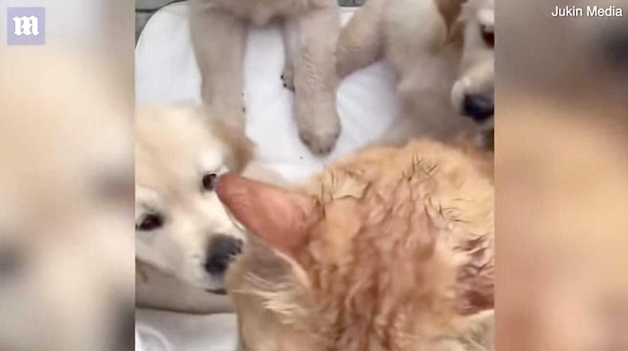 ゴールデンレトリーバー,動画