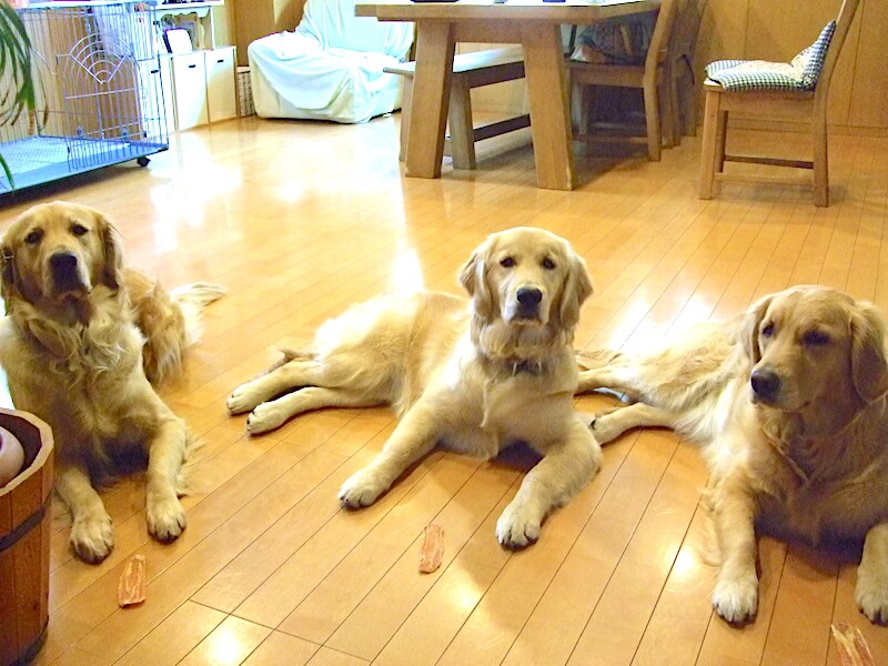 ゴールデンレトリーバー