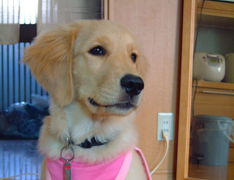 ゴールデンレトリーバー