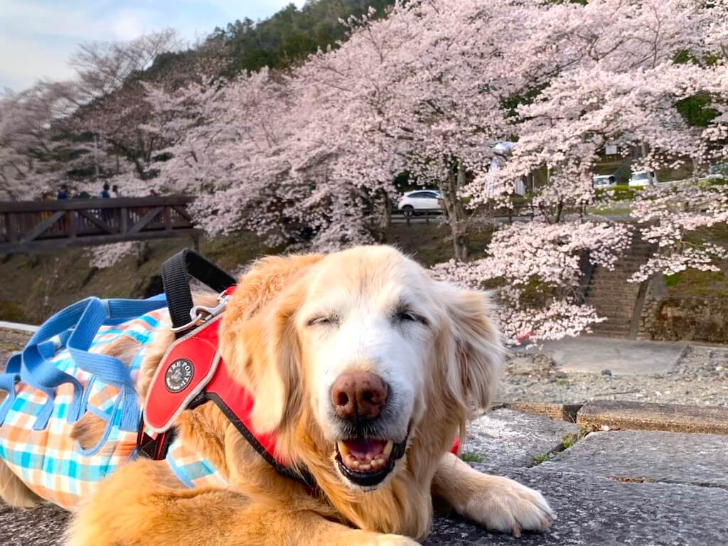 ゴールデンレトリーバー