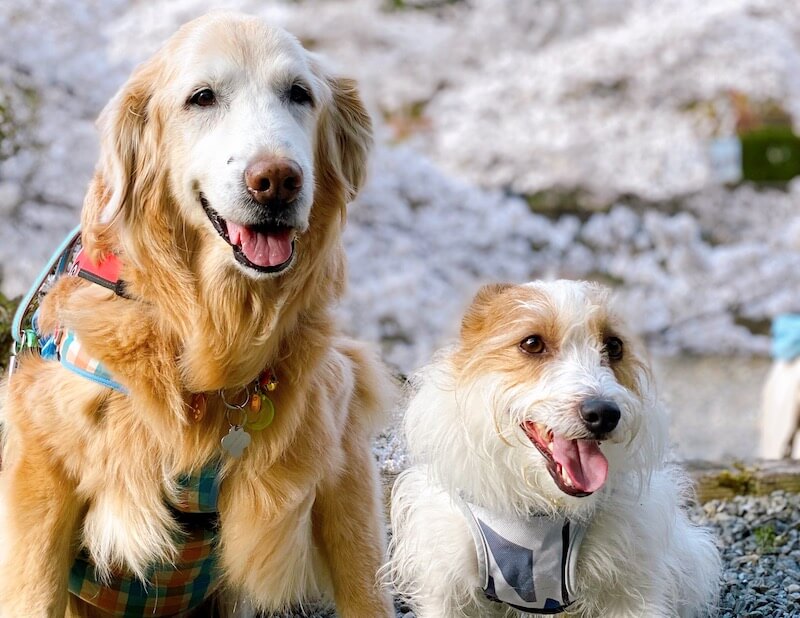 ゴールデンレトリーバーとジャックラッセル