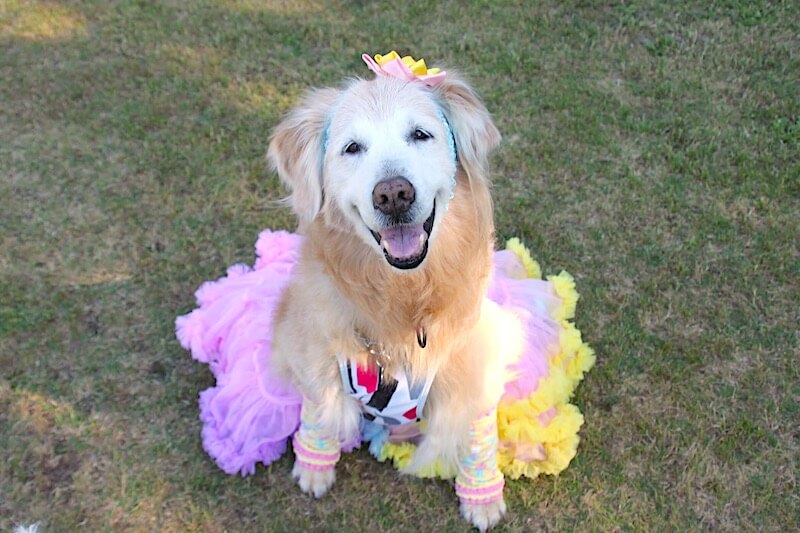 ゴールデンレトリーバー