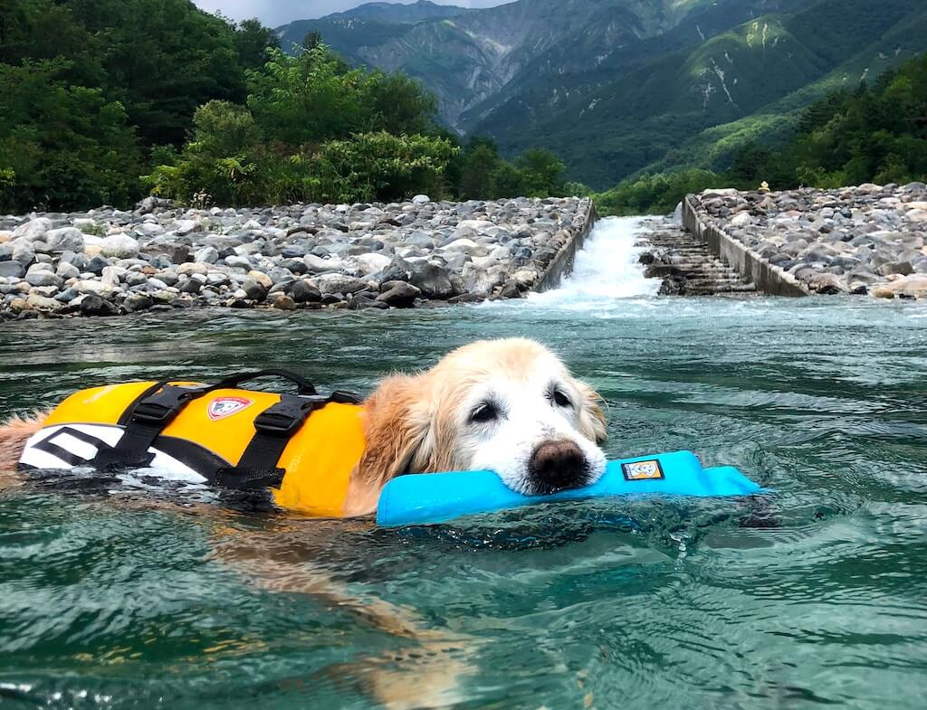 ゴールデンレトリーバー