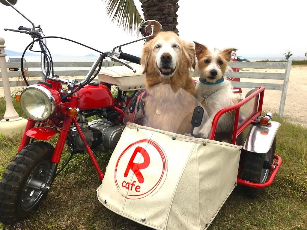 ゴールデンレトリーバーとジャックラッセル