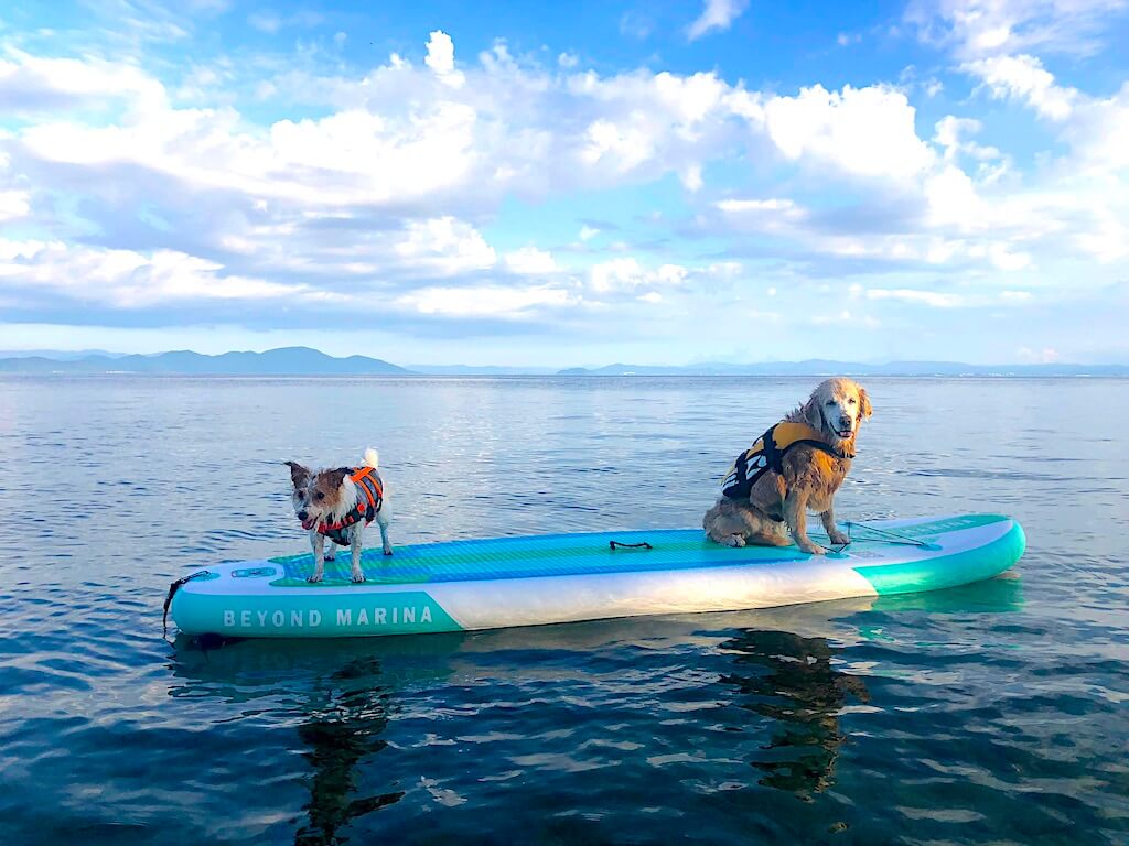 ゴールデンレトリーバーとジャックラッセル