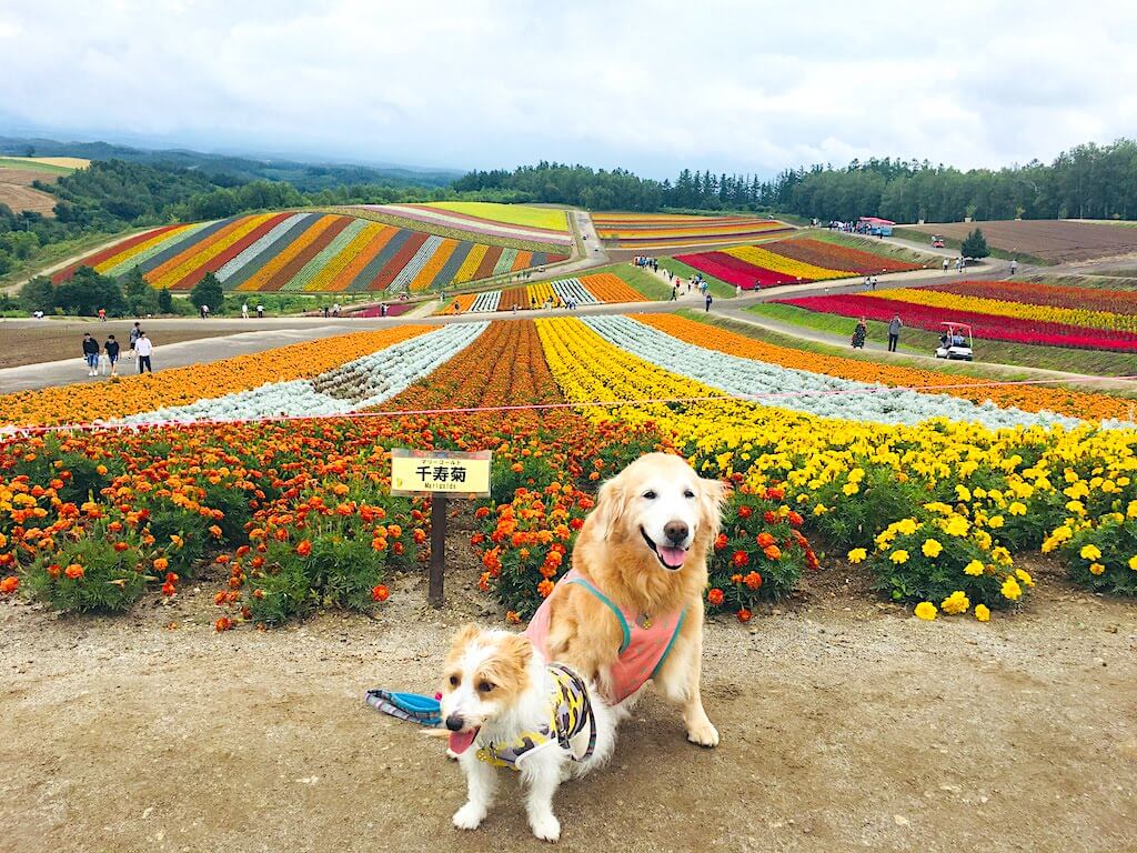 ゴールデンレトリーバーとジャックラッセル