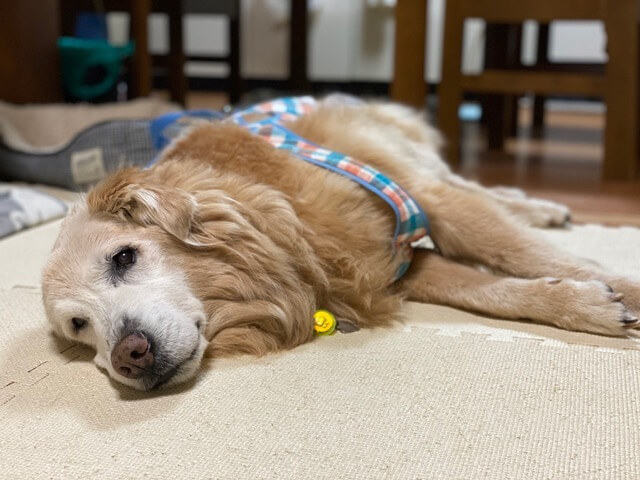 ゴールデンレトリーバー