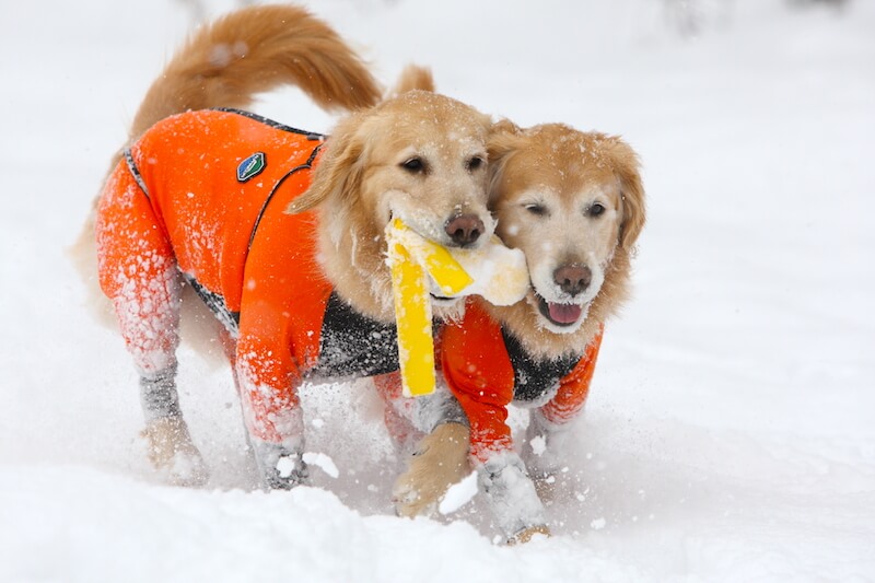 ゴールデンレトリーバー