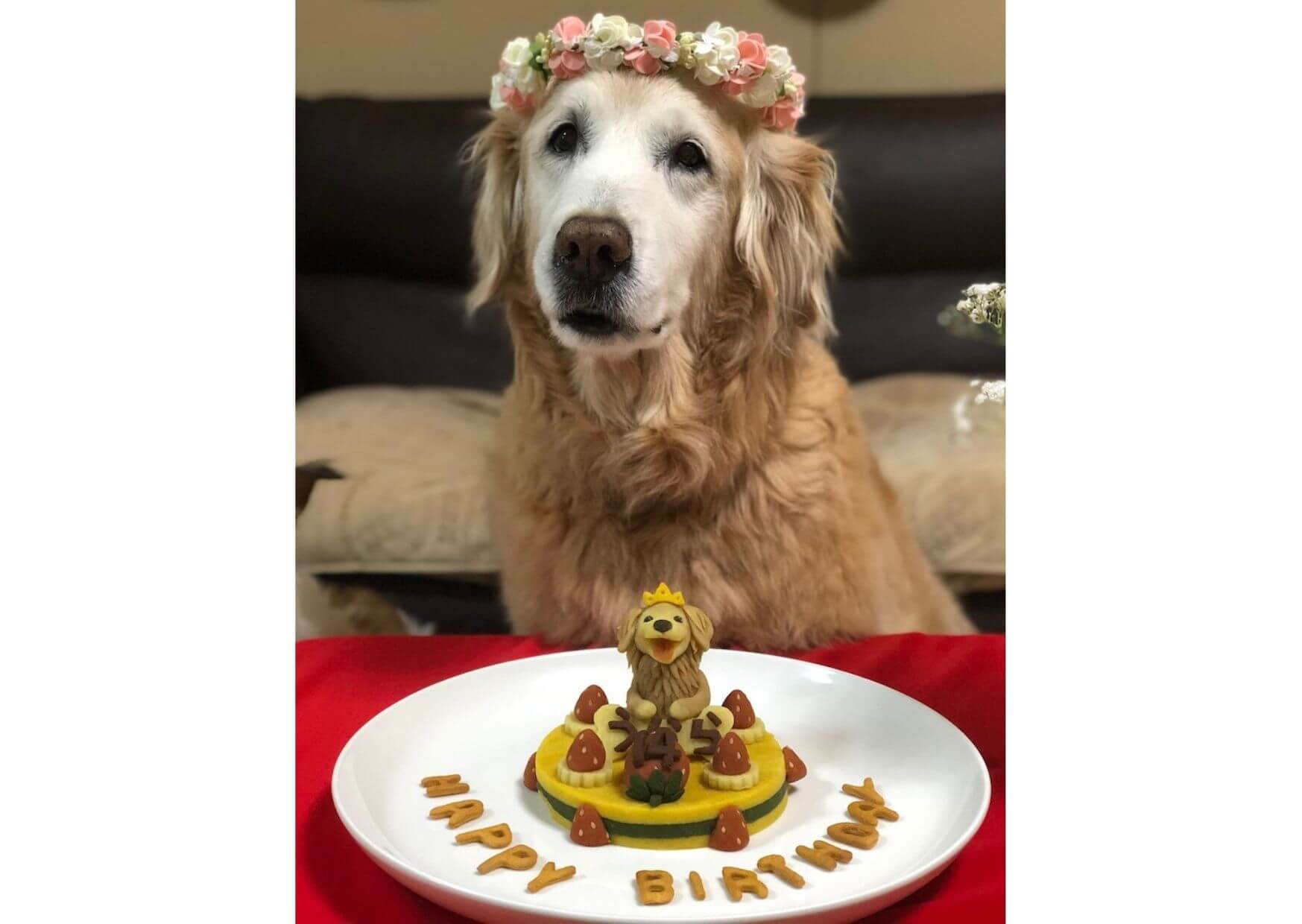 ゴールデンレトリーバー