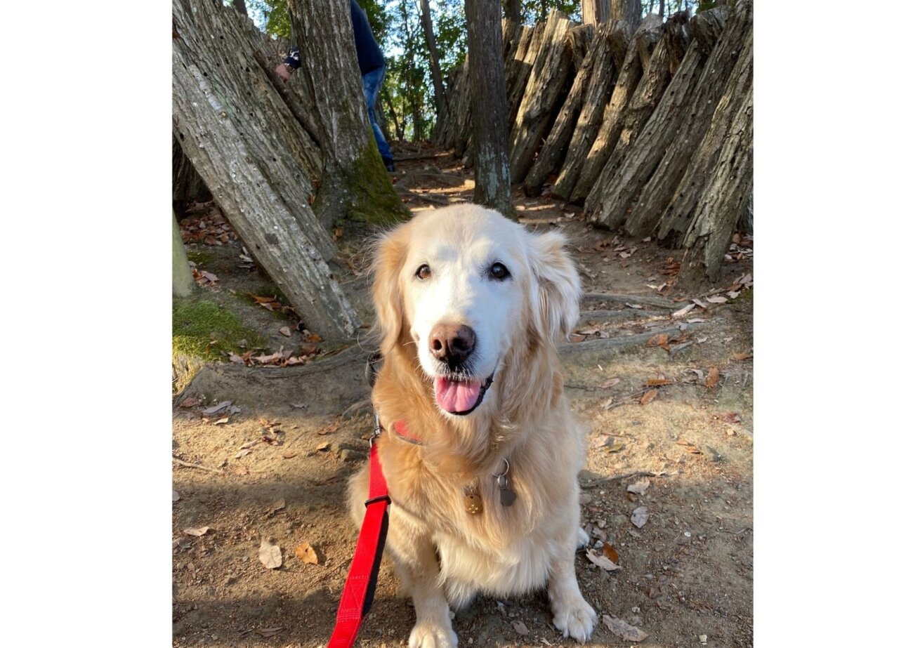 ゴールデンレトリーバー