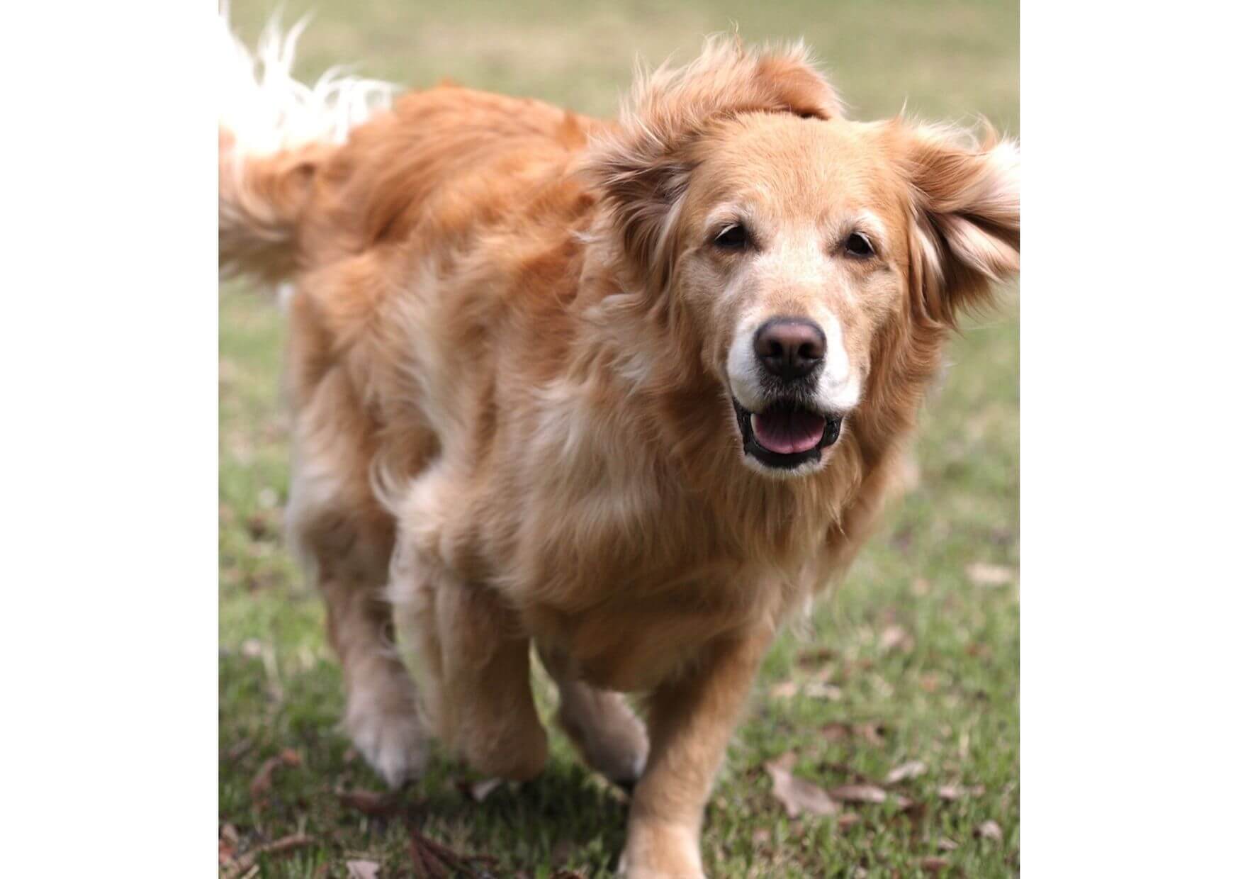 ゴールデンレトリーバー